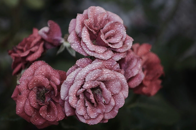 Fotobehang Romantic roses