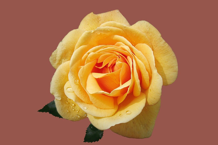 Fotobehang Rose in yellow XXL