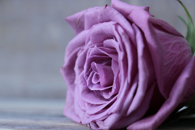 Fotobehang Rose in purple XXL