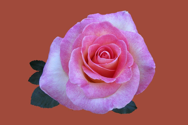 Fotobehang Rose in pink XXL