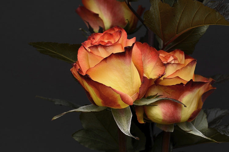 Fotobehang Roses of the romance
