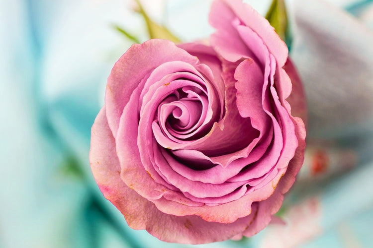 Fotobehang Roseblossom in pink