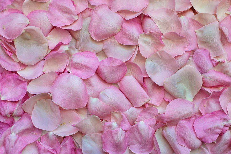 Fotobehang Rose petals in pink 2