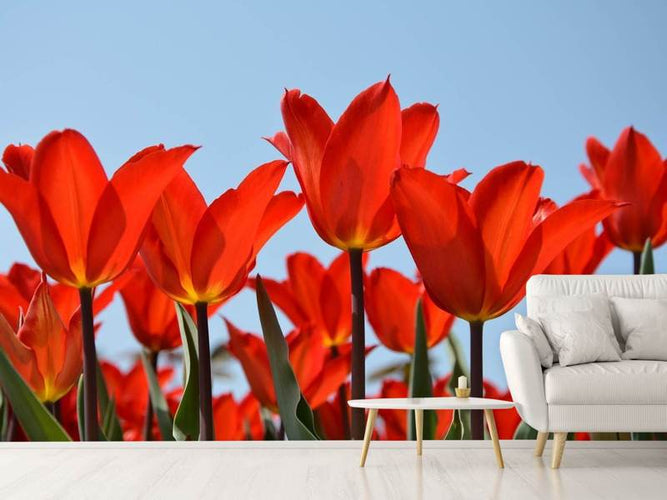 Fotobehang Rode Tulpen