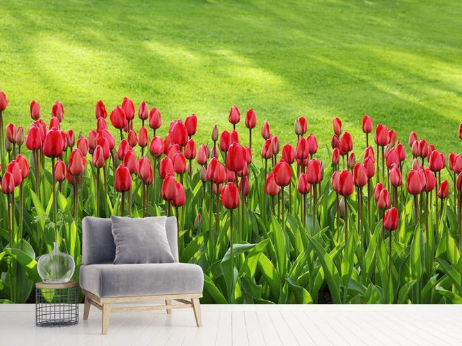 Fotobehang Tulpen in het veld