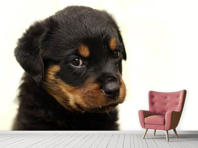 Fotobehang Rottweiler puppy