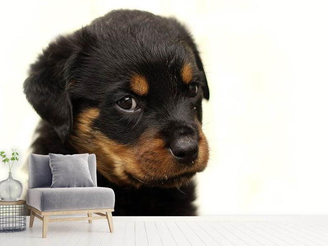 Fotobehang Rottweiler puppy