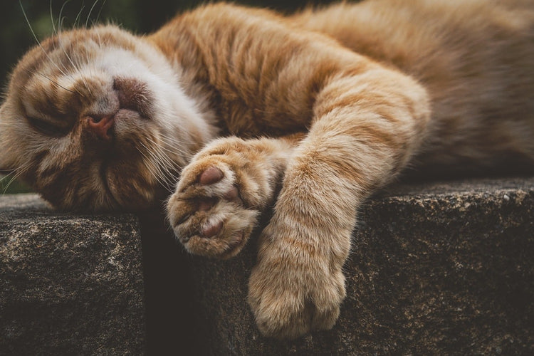 Fotobehang Sleeping cat