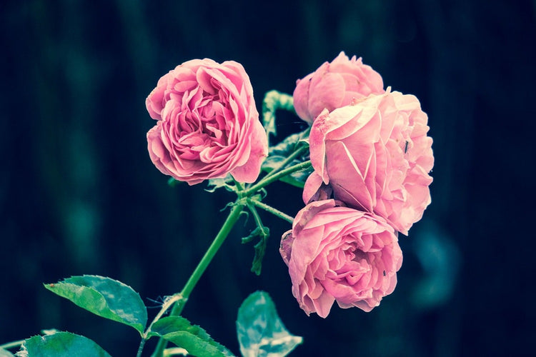 Fotobehang Beautiful pink roses