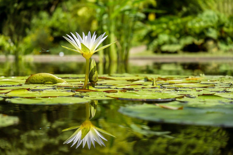 Fotobehang Water lily in nature