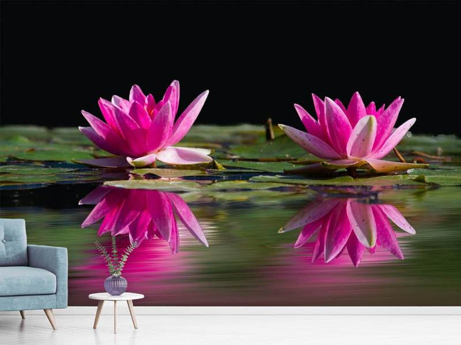 Fotobehang Waterlelies Duo in roze