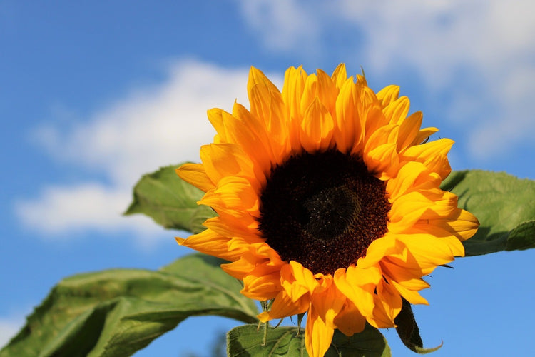 Fotobehang Sunflower in bloom