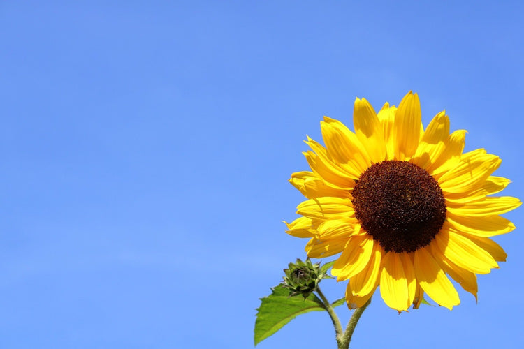 Fotobehang Sunflower with blue sky