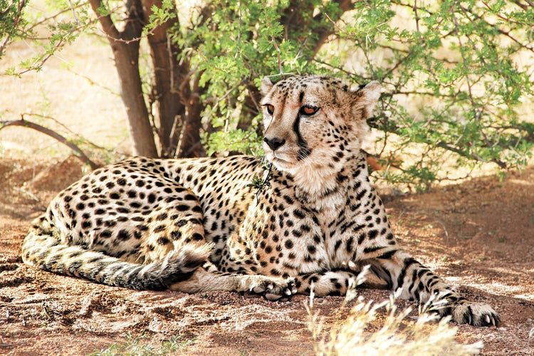 Fotobehang Sun cheetah