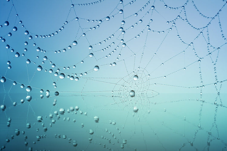 Fotobehang Cobweb in morning dew