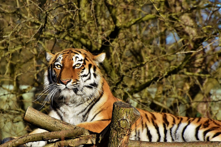 Fotobehang Proud Tiger