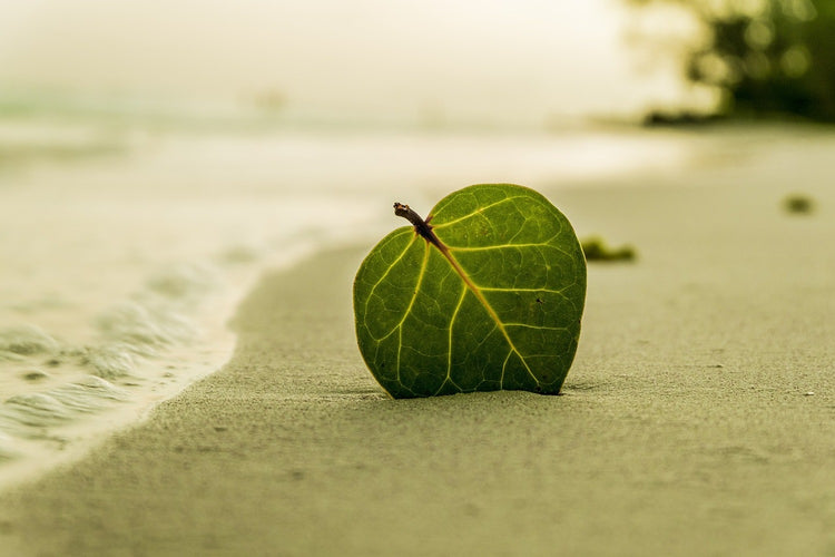 Fotobehang Beach leaf