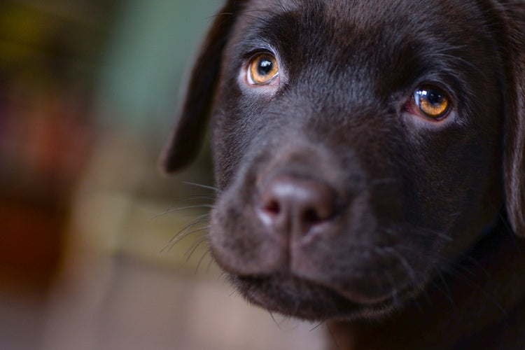 Fotobehang Cute labrador puppy