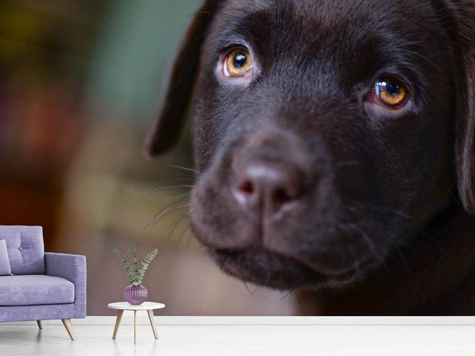 Fotobehang Labrador puppy