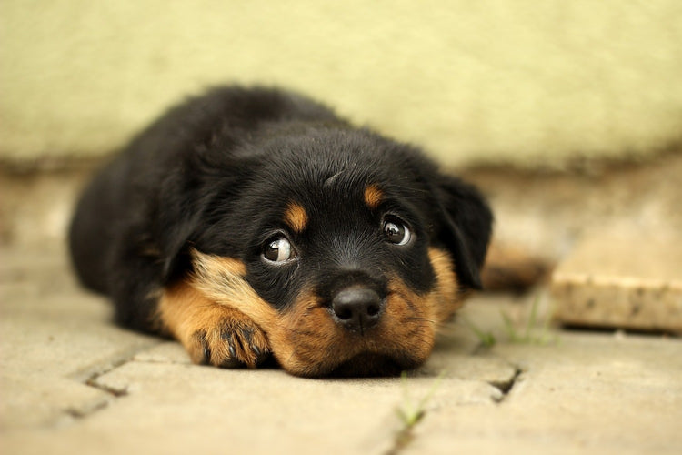 Fotobehang Sweet Rottweiler puppy