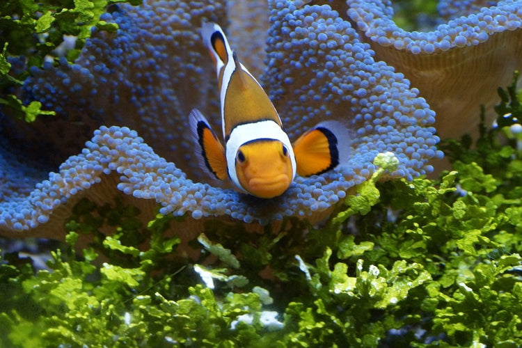 Fotobehang Cute clownfish