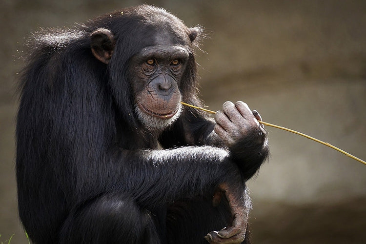 Fotobehang Sweet chimpanzee