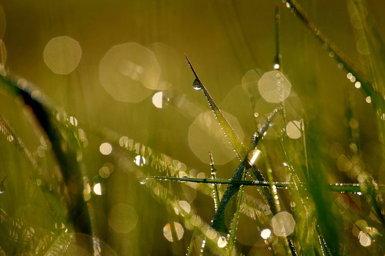 Fotobehang Dew in the morning