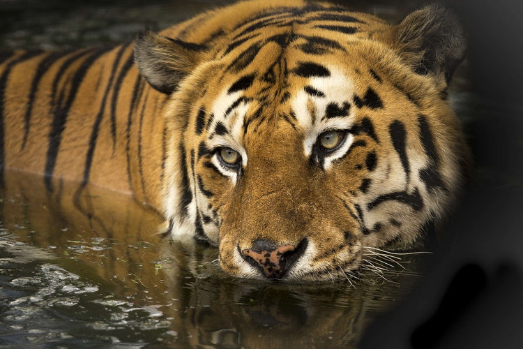 Fotobehang Tiger in the water