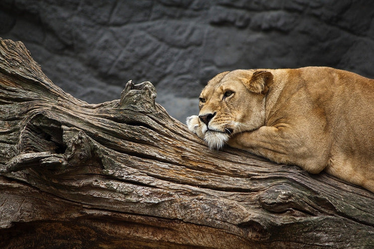 Fotobehang Dreaming lioness