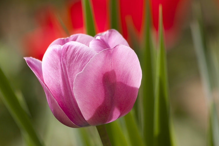 Fotobehang Tulip pretty in pink