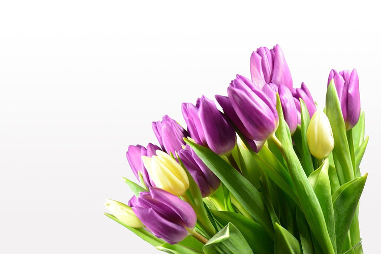 Fotobehang Tulips in XL