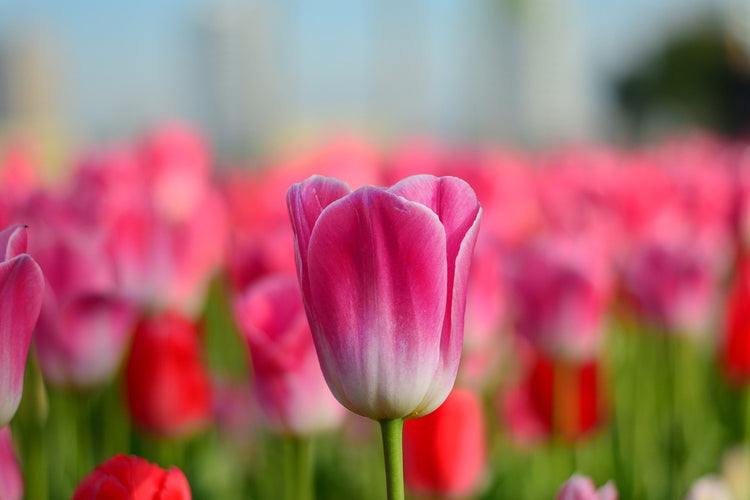 Fotobehang Tulip field in pink-red