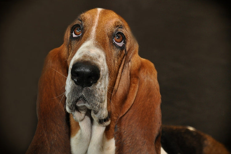 Fotobehang Typical basset