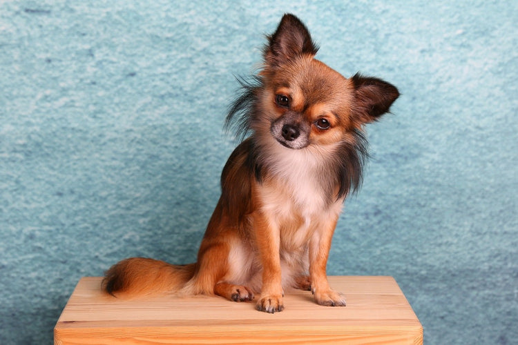 Fotobehang Typical Chihuahua