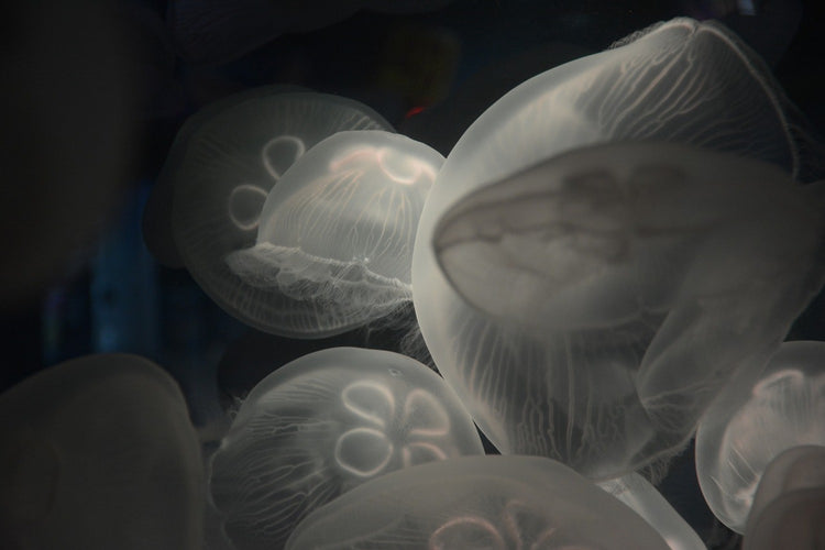 Fotobehang Eerie jellyfish