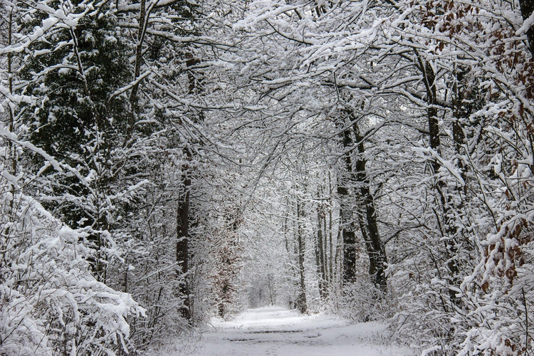 Fotobehang Enchanted winter forest