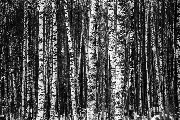Fotobehang Many birches XL