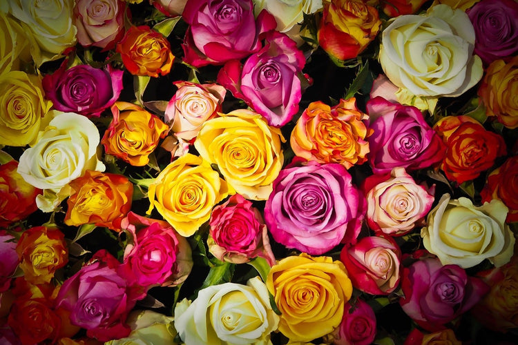 Fotobehang Many colorful rose petals