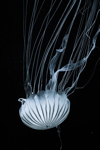 Fotobehang Beware jellyfish