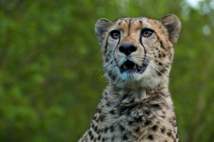 Fotobehang Watchful cheetah