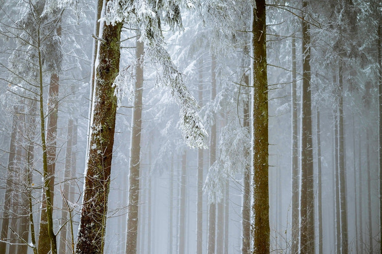 Fotobehang Forest in winter
