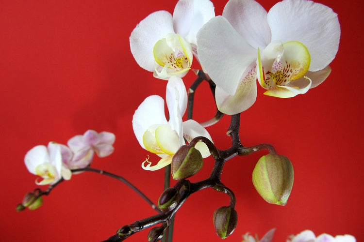 Fotobehang White orchids on red wall