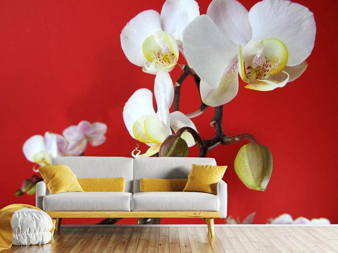 Fotobehang Witte orchideeën op rode muur