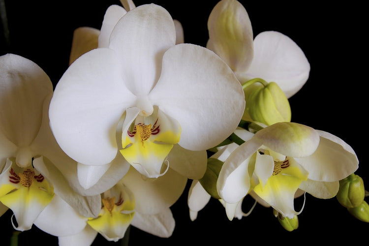 Fotobehang White orchids in bloom