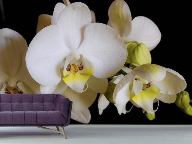 Fotobehang Witte orchideeën in bloei