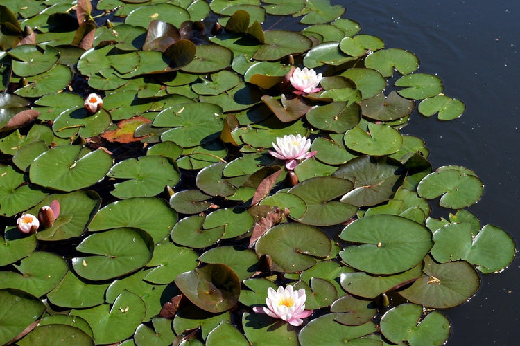 Fotobehang White water lilies in the pond
