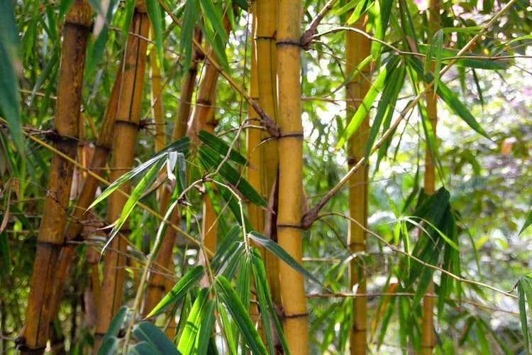 Fotobehang Wild bamboo