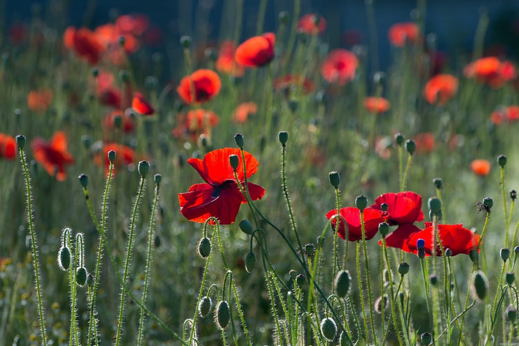 Fotobehang Wild poppy