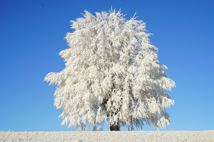 Fotobehang Winter tree