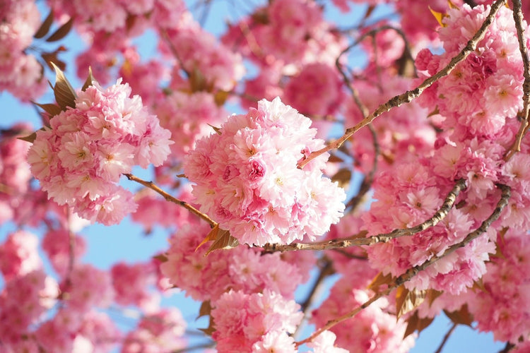 Fotobehang Beautiful cherry blossoms